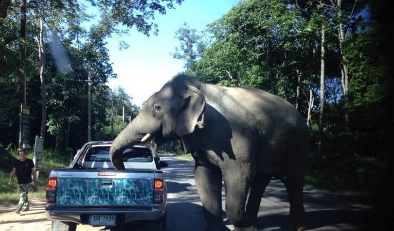 gajah thailand