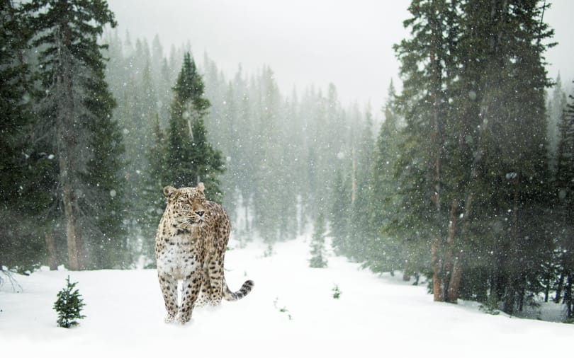 Snežni leopardi v Butanu | Reprezentativna slika Pixabaya prek Pexels