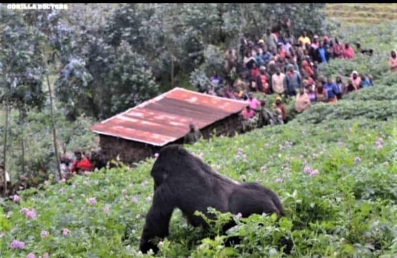 Gorilla un šimpanzes izsekošana joprojām ir slēgta tūristiem