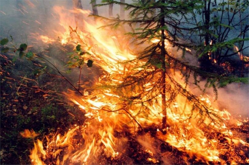 Russlands größte private Fluggesellschaft, die 1,000,000 Bäume in einem Lauffeuer pflanzte, verwüstete Sibirien