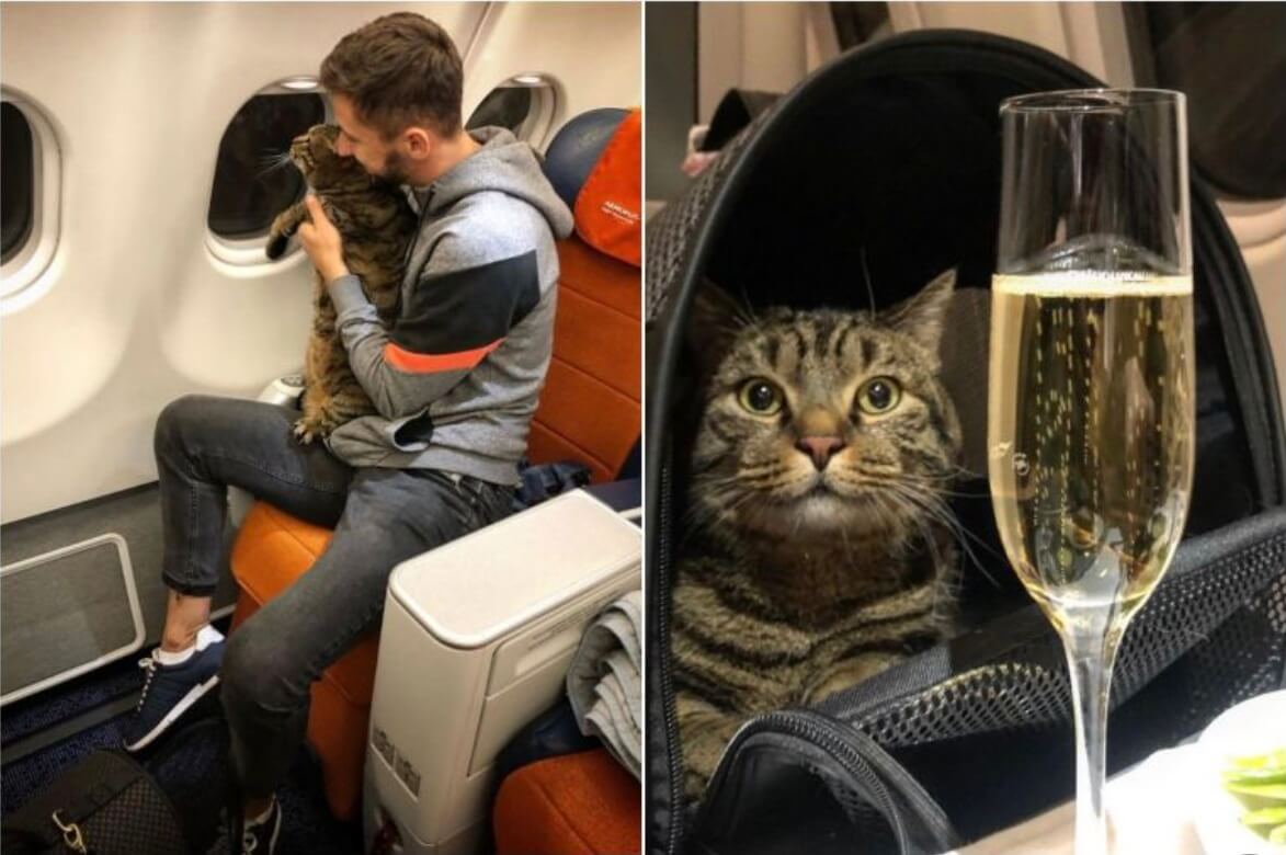 Kreml: Kein Kommentar zum Vorfall mit der fetten Katze von Aeroflot