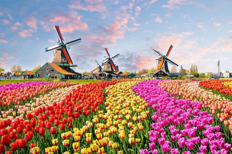 オランダにチューリップ、風車、牛はもういませんか？