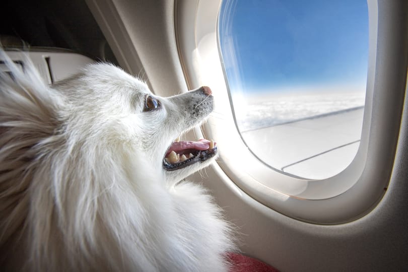 تحظر شركة طيران كندا حيوانات الدعم العاطفي