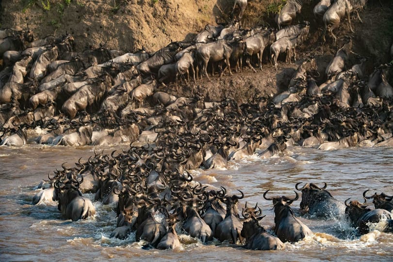 تنزانیہ کے قومی پارکوں نے بیرونی شائقین کے لیے سرفہرست مقامات کا نام دیا ہے۔