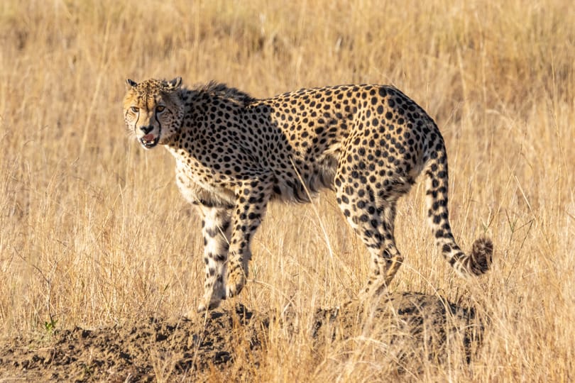 India: Cheetah mbiri Yakaburitswa muKuno National Park Tourist Zone