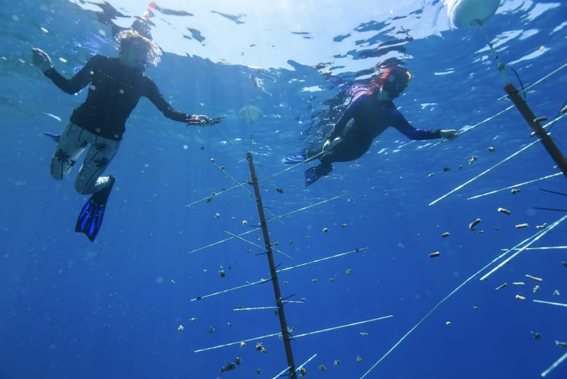 Protecting marine tourism: Divers at work on Great Barrier Reef coral nursery