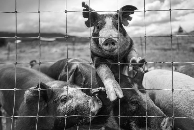 صورة تمثيلية لمهرجان الخنازير في تايوان | تصوير: تصوير ألفو ميديروس عبر بيكسلز