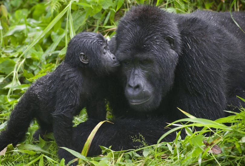 gorillamumand baby 3 | eTurboNews | eTN