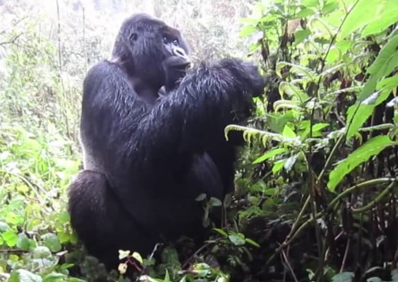 Alles über Berggorilla-Trekking - Leitfaden, Tipps zum Trekking von Gorillas