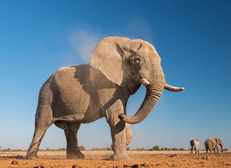 2020年世界大象日是最大的陆地哺乳动物的不确定时期
