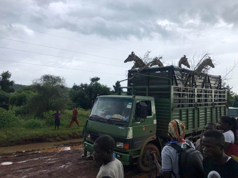 キリンの転流はウガンダ野生生物保護区での観光を強化します