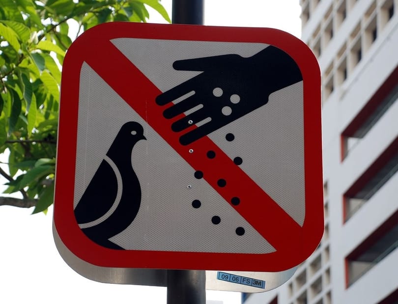 Обережно туристи: у Сінгапурі годування птахів може коштувати вам 3000 доларів