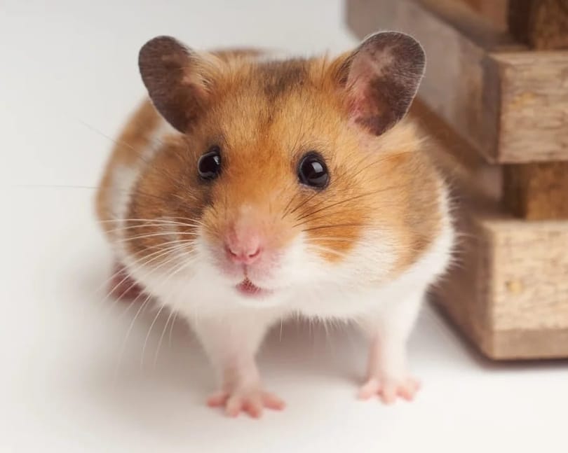 Hausdéieren Hamster sinn ok: Hong Kong hieft COVID-19 kleng Déiereverbuet