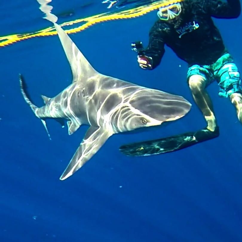 Grupo turístico de Hawái: 3 mordidos por tiburones mientras buceaban