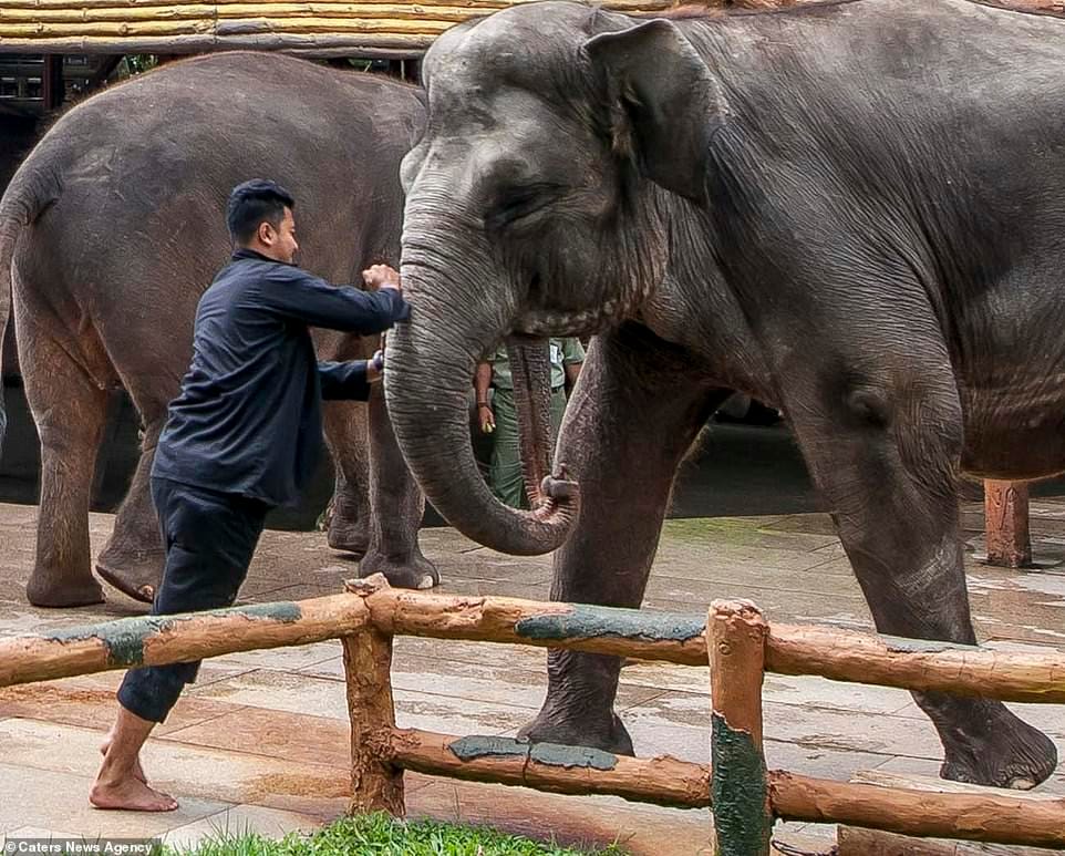 elefante sendo esfaqueado