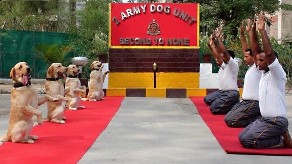 International Yoga Day Finally Arrives in India, Amid Cheers and