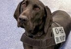 TSA's Cutest Canine of 2023 Works at Las Vegas Airport