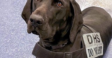 TSA's Cutest Canine of 2023 Works at Las Vegas Airport