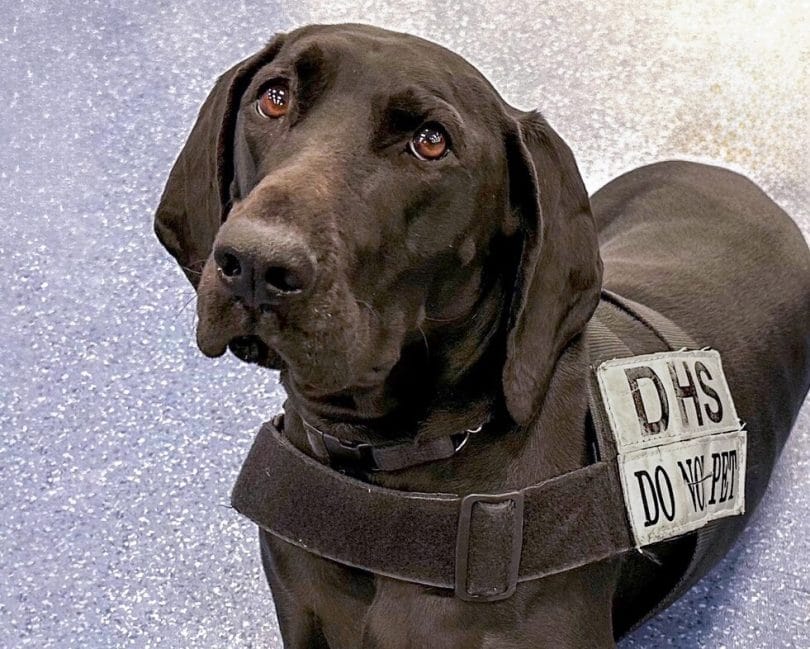 TSA-ийн 2023 оны хамгийн хөөрхөн нохой Лас Вегасын нисэх онгоцны буудалд ажиллаж байна