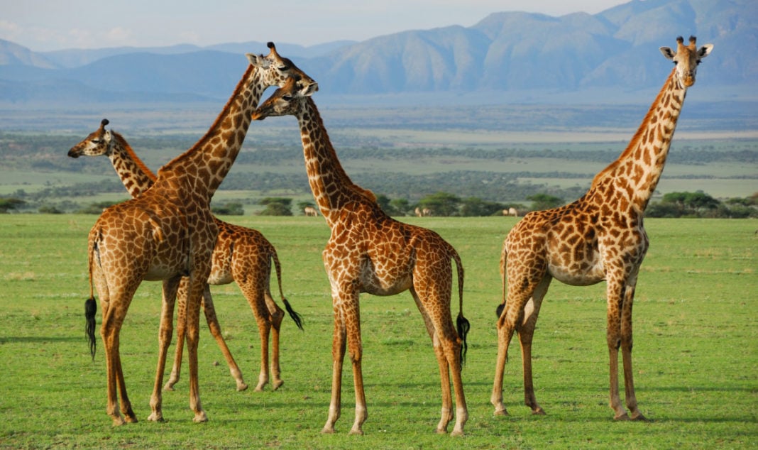 טנזניה-תיירות חיות בר