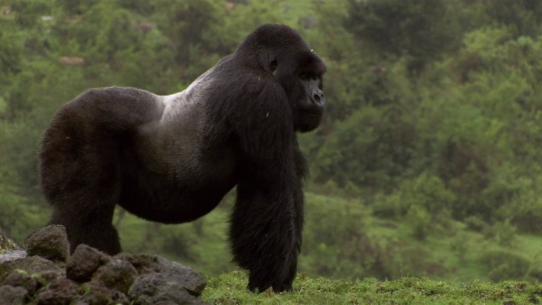, Africa achieve significant growth in Mountain gorilla population, eTurboNews | eTN