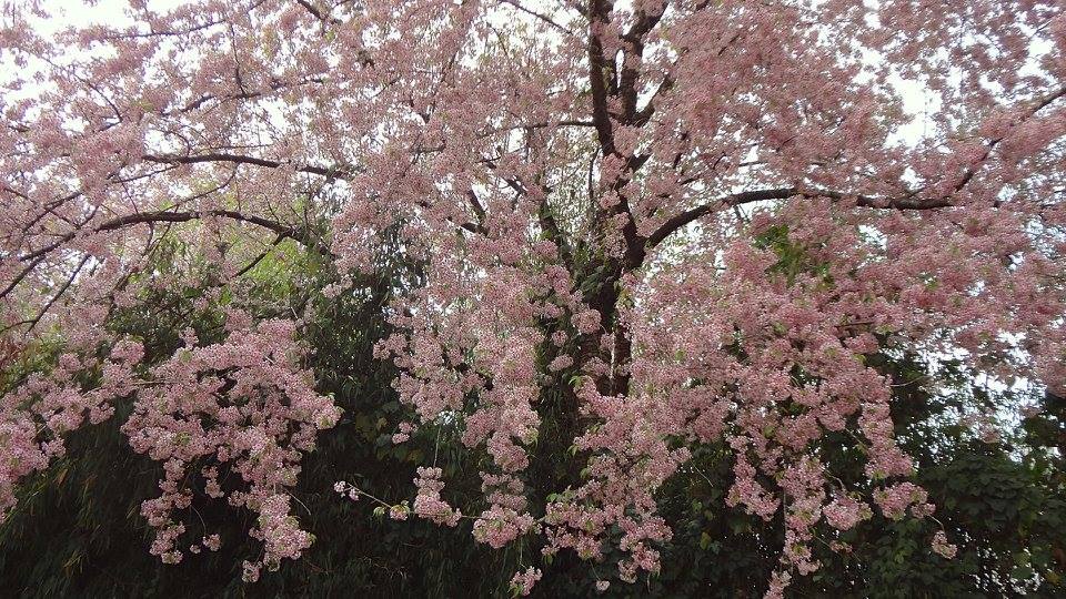 fiore di ciliegia-1