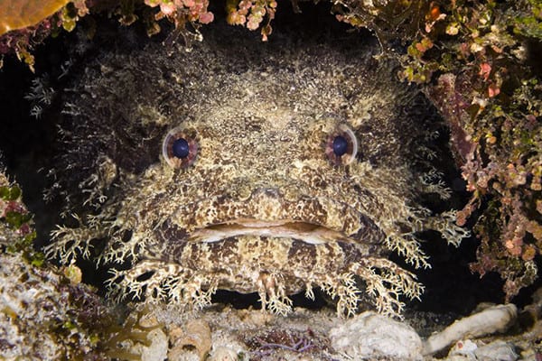 Toadfish