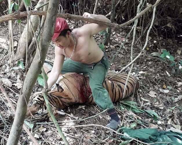 Tygr VN-zabitý člověkem