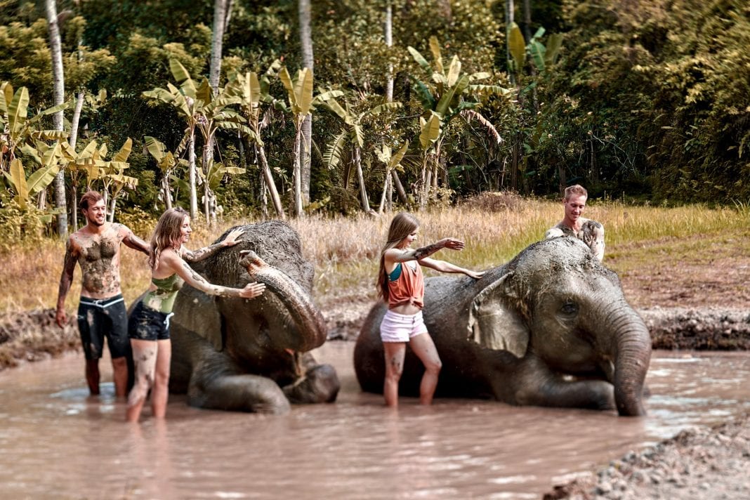 Elephant Mud Fun Tourists Can Get Down And Dirty With