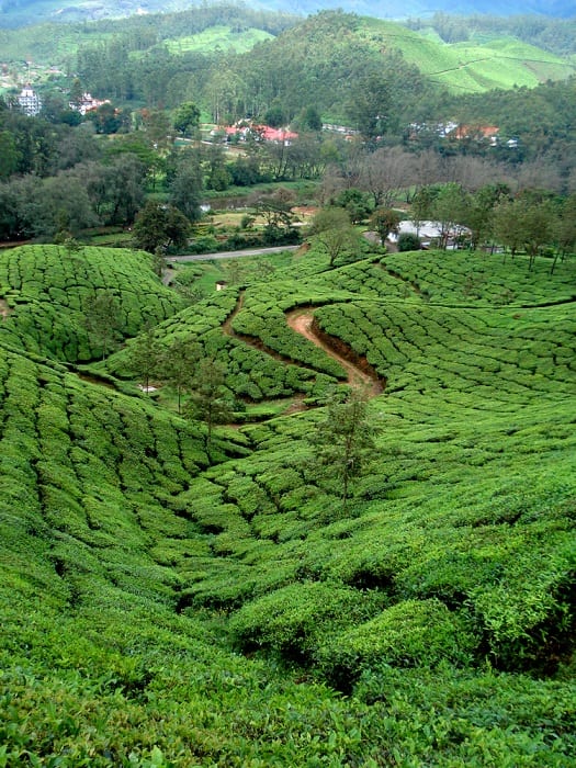 India's tea gardens beckon tourists | Breaking Travel News