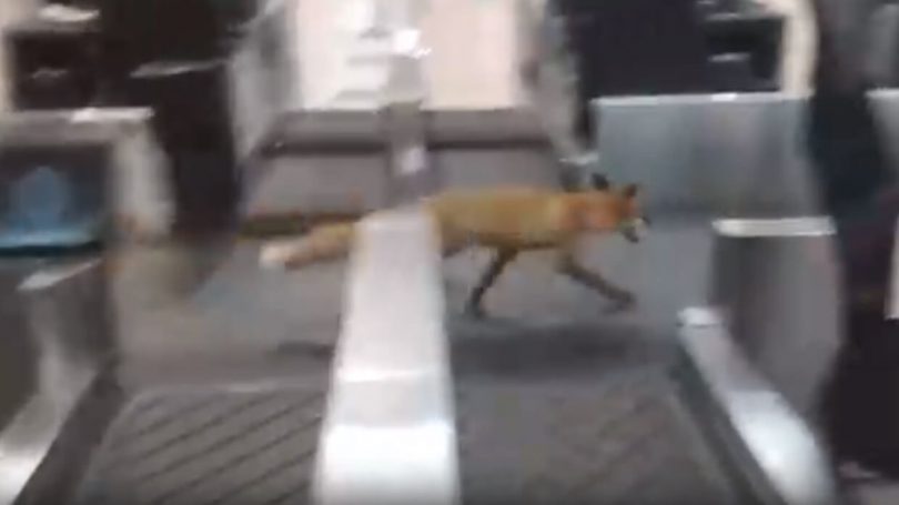 Fox invades Moscow’s busy Domodedovo Airport