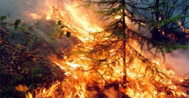 Maior companhia aérea privada da Rússia a plantar 1,000,000 de árvores em um incêndio que devastou a Sibéria