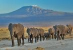 Os elefantes têm dupla nacionalidade no Quênia e na Tanzânia!