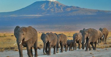 Elephants are dual nationals in Kenya and Tanzania!