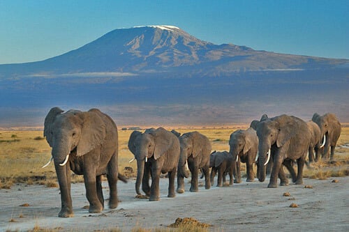Elephants are dual nationals in Kenya and Tanzania!