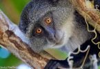 Primate tourism boosts Uganda’s economy by USD 16 million every year