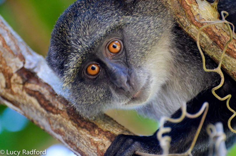 El turismo de primates impulsa la economía de Uganda en USD 16 millones cada año