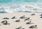Turtle protection program calls visitors to the Mexican Caribbean