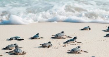 Skildpaddebeskyttelsesprogrammet ringer besøkende til det meksikanske Karibia