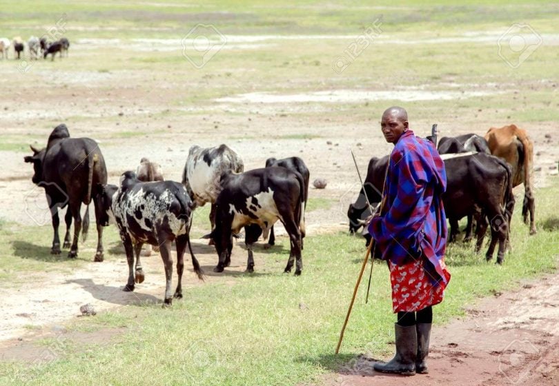 60 il sonra: Ngorongoro Qoruma Bölgəsi Ölməyəcək
