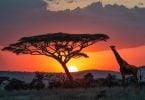 Saksa laajentaa taloudellista tukea villieläinten suojeluun Tansaniassa