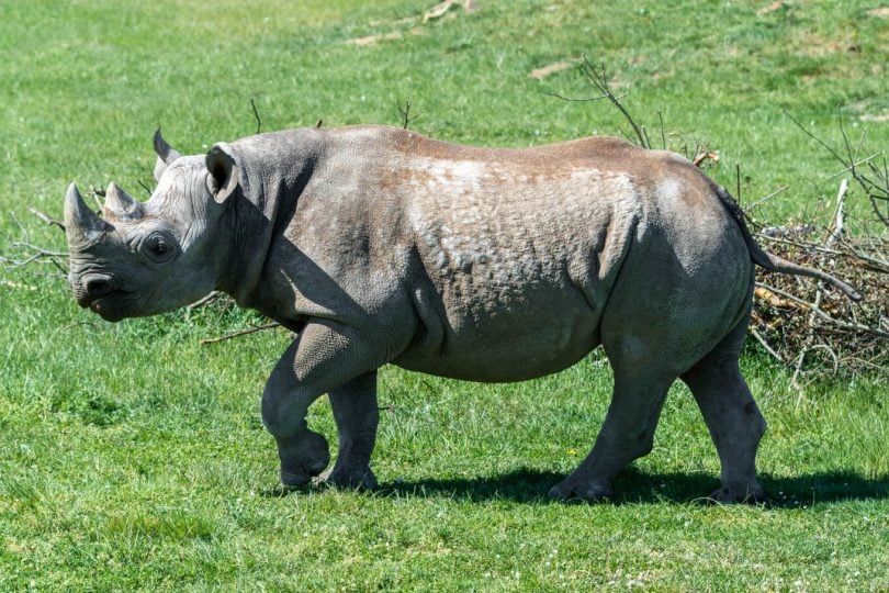 世界上最古老的黑犀牛在坦桑尼亚去世