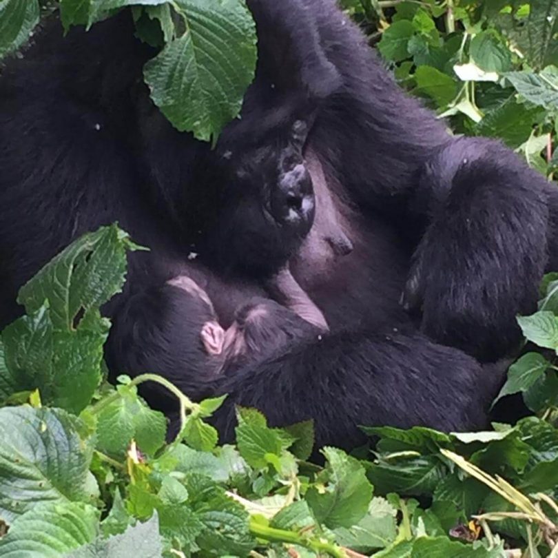 Turizmi Gorilla: Një Forcë Transformuese që Ushqen Uganda