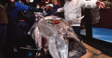 Japan’s ‘Tuna King’ splurges $1.8 million on ONE tuna fish