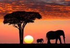 5 coisas a considerar antes de partir em uma viagem de safári na África