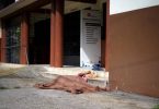 Тротуарда мыңдаған адам қаза тапты, мәйіттер үйіліп тасталды: Эквадор бәрін дұрыс жасады