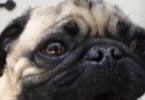 First American Dog Diagnosed with Coronavirus