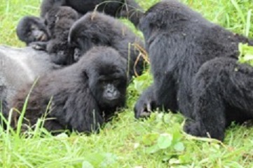 Mountain Gorilla Family Ends Their Vacation in Uganda
