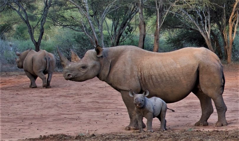 Mkomazi वन्यजीव पार्क rhino पर्यटन अभयारण्य में बदल जाता है