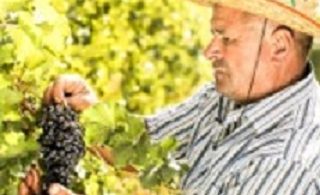 Wine from Kosovo – Not Costco